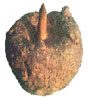 Konjac Root